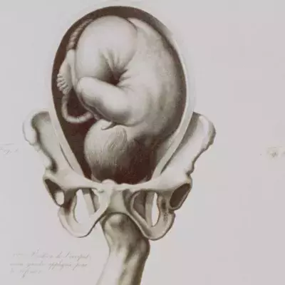 Erections as early as 16 weeks. 