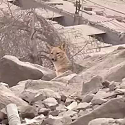 Family shocked when ‘pet dog’ that kills ducks and chickens turned out to be a fox