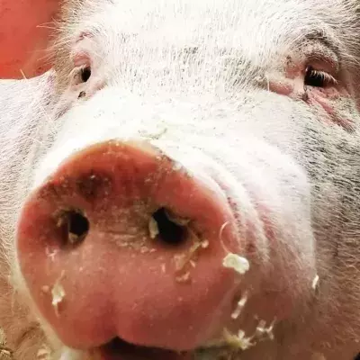 Former CBBC presenter pleads guilty for possession of extreme animal porn 