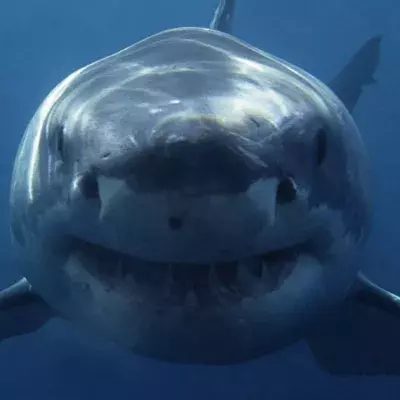 Great white shark attacks surfer less than 100 metres from the coast
