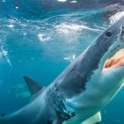 Great White Shark Charges Two Spearfishers And Takes Fish Out Of Diver's Grasp