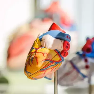 heart