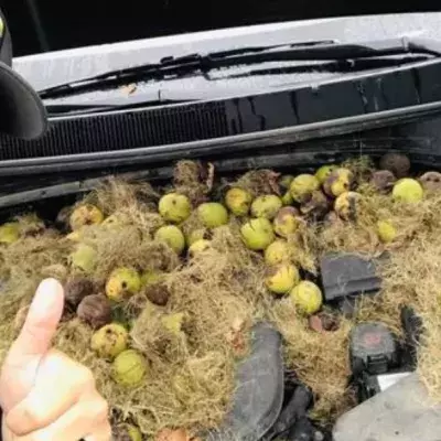 Her Car Was Giving Off A Burning Smell 