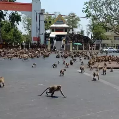 Hundreds of hungry primates reenact "Planet of the Apes" in downtown Lopburi City, Thailand