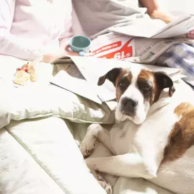 If You Let Your Dog Sleep In Your Bed, You Need To Stop Immediately 
