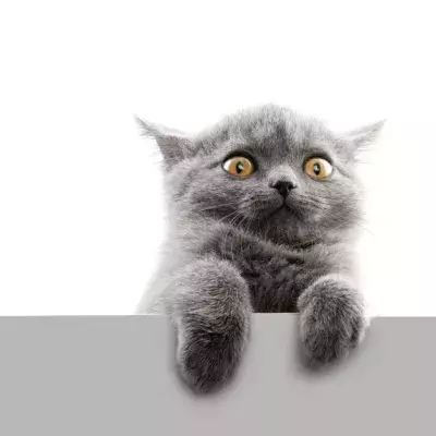 Instead Of Their Cat, A Deadly Animal Suddenly Made Itself At Home In Their Cat Tree