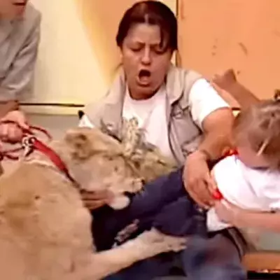 Lion