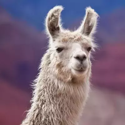 Llama based COVID immune therapy proves promising in early trials