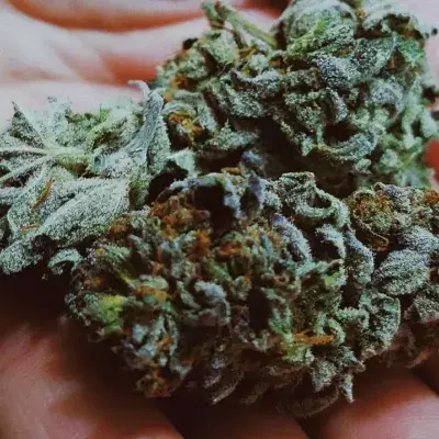 Lockdown Stress Has Fueled a Boom in Cannabis Use