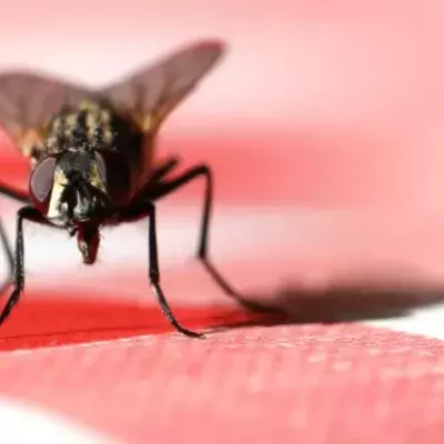 A man blows up his kitchen trying to kill a fly