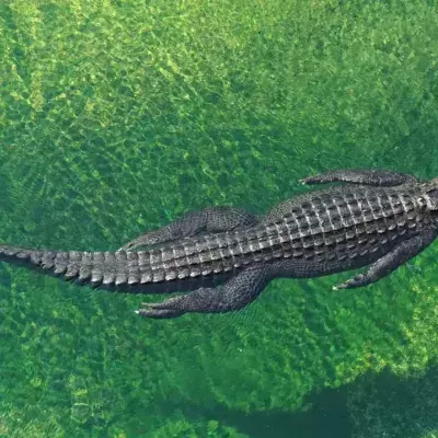 Man catches alligator using rubbish bin 