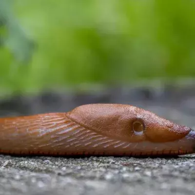 Man finds slug in meal at Nando's restaurant