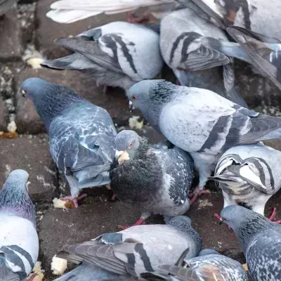 Man fined £1K for disturbing neighbours with his pigeons which are as loud as a plane