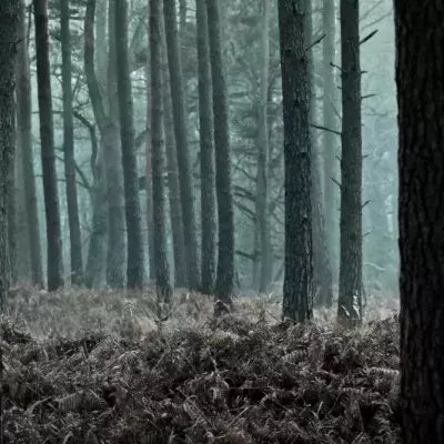 Many weird sounds come out of the woods