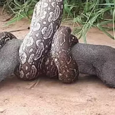 Massive boa caught on film wrapping itself around a wildcat