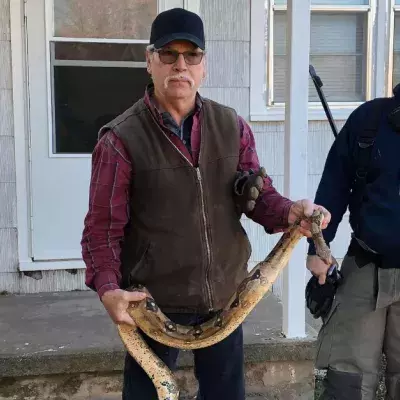 A Massive Boa Constrictor Was Found Inside A Couch