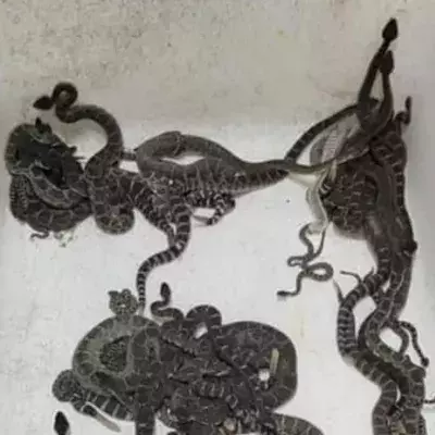 More than 90 rattlesnakes found under California home