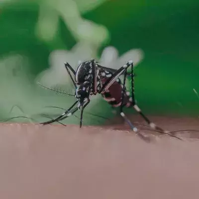Mosquito bite