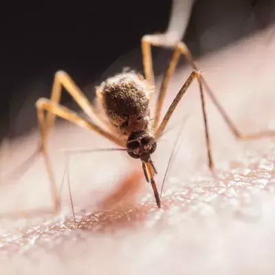 Mosquito repellent