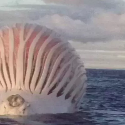 This Mysterious Alien-Like Ball Appeared in the Ocean But What It Was Will Surprise You