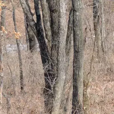 A Nature Reserve Challenges You To Find Its 'Invisible Leopard Of The Far East' In This Brainteaser