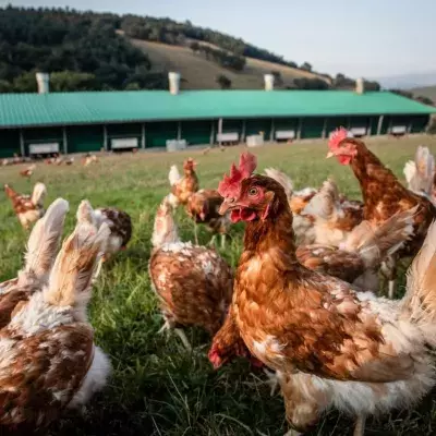 North Wales: Bird flu confirmed in poultry and wild birds