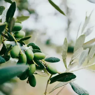 Olive branch