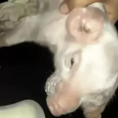 A piglet was born with a rare birth defect