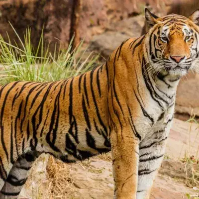 Poacher responsible for the death of 70 tigers has finally been caught by police
