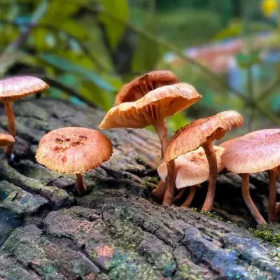 Police bust the UK's first magic mushroom factory in over 20 years 