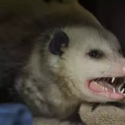 A possum holds a New Zealand woman hostage in her own home