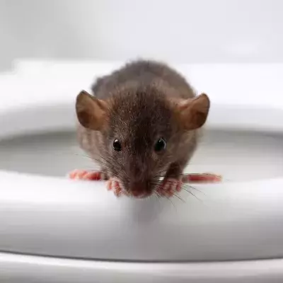 Rat infestation