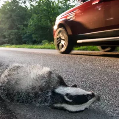 Roadkill