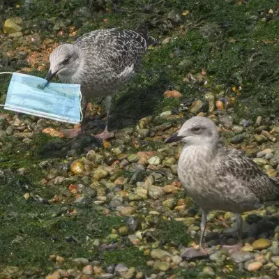 Seagulls eating face masks