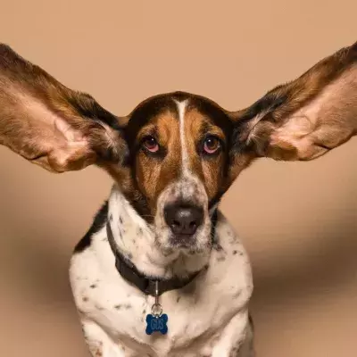 This sensory disorder allows you to 'see' sounds 