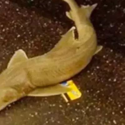 Shark in the New York metro