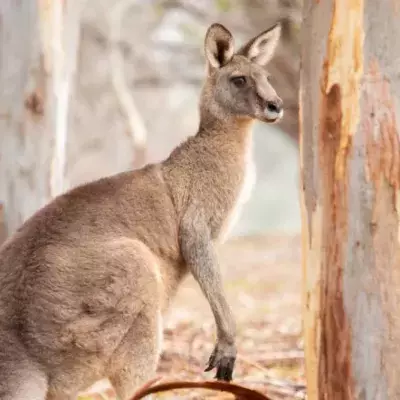 Shocking footage shows teenagers punching a kangaroo