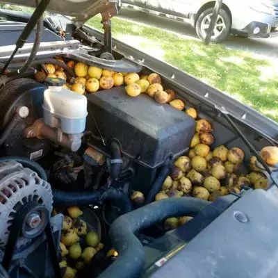 Squirrel goes nuts, stores 175 pounds of walnuts in pickup while owner was away. 