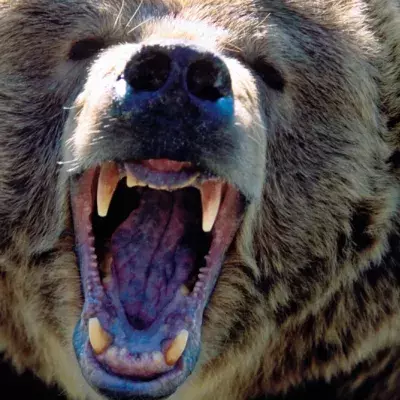 They adopted one of the world's most dangerous animals, to keep as a pet! 