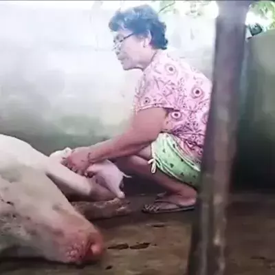 They Witnessed A Pig Giving Birth But What They Saw Was Out Of This World