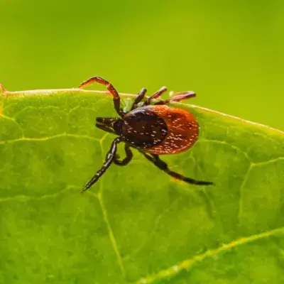 Ticks in the UK