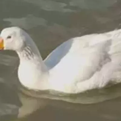 Town to erect statue in honour of a beloved goose