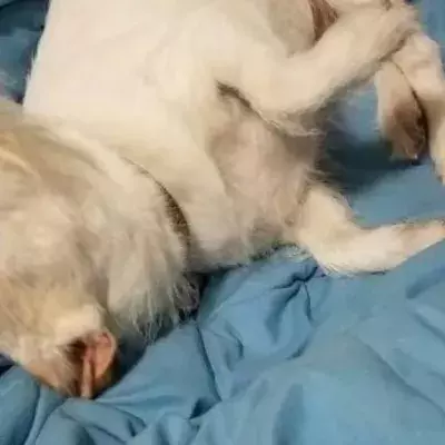 Twitter Is Baffled Because Nobody Can Figure Out What The Animal In This Photo Is