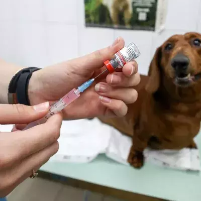 UK Pets Could Be Next In Line For COVID Jabs