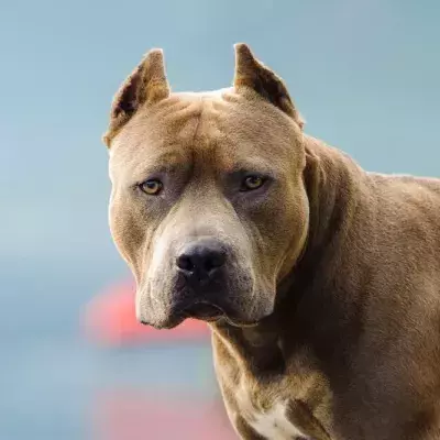 This video of a ferocious dog attacking a little girl has shaken the entire world