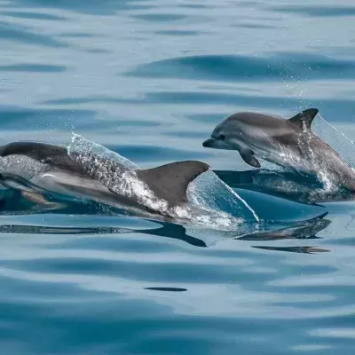 Virus detected in dolphin