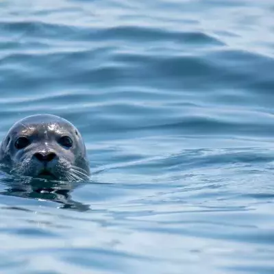 Watch: The Hilarious Moment a Hungry Seal Slaps Kayaker With an Octopus 