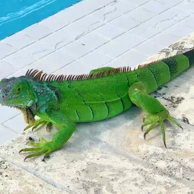 Watch: Iguana viciously attacks woman doing yoga on the beach