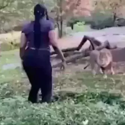 Woman approaches lion