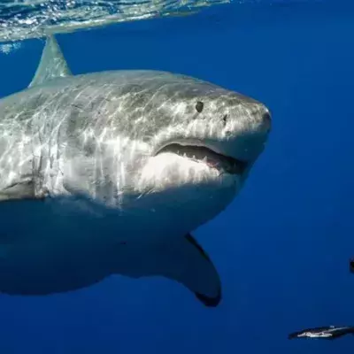 This Woman Is A Shark Whisperer: She Spends Hours With Them